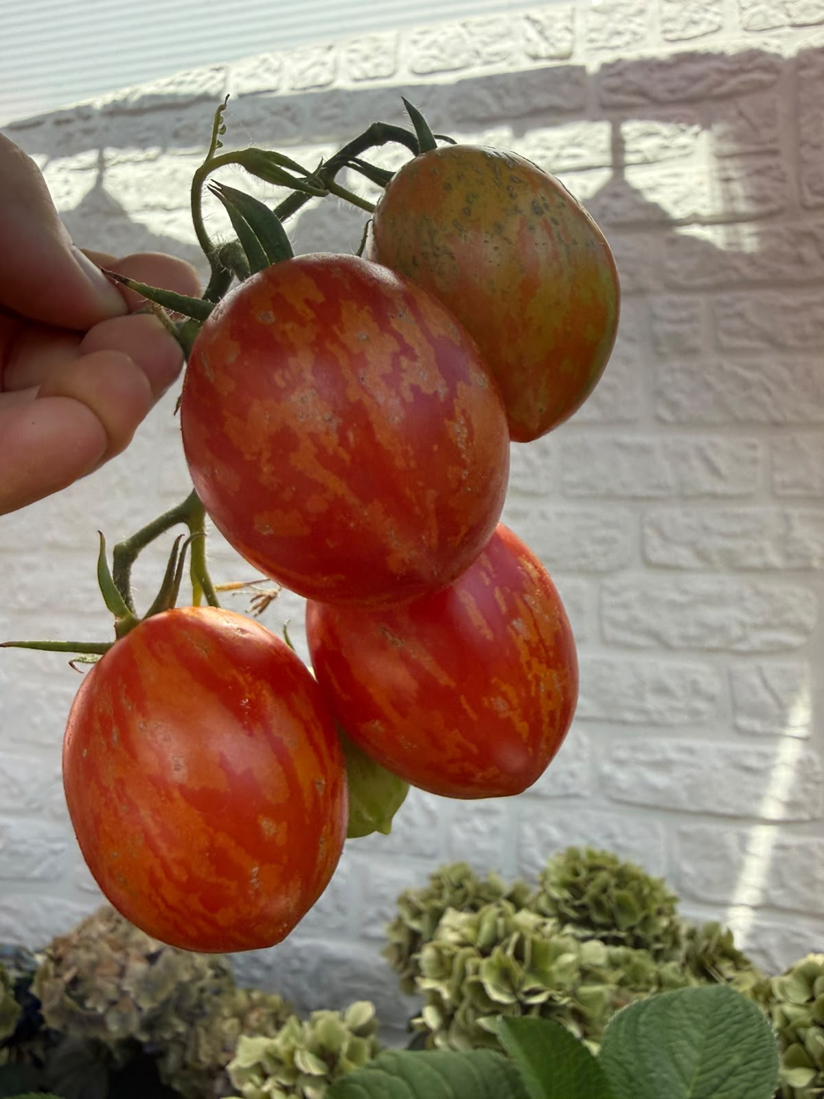 Tomaten Samen - Geflammtes Ei