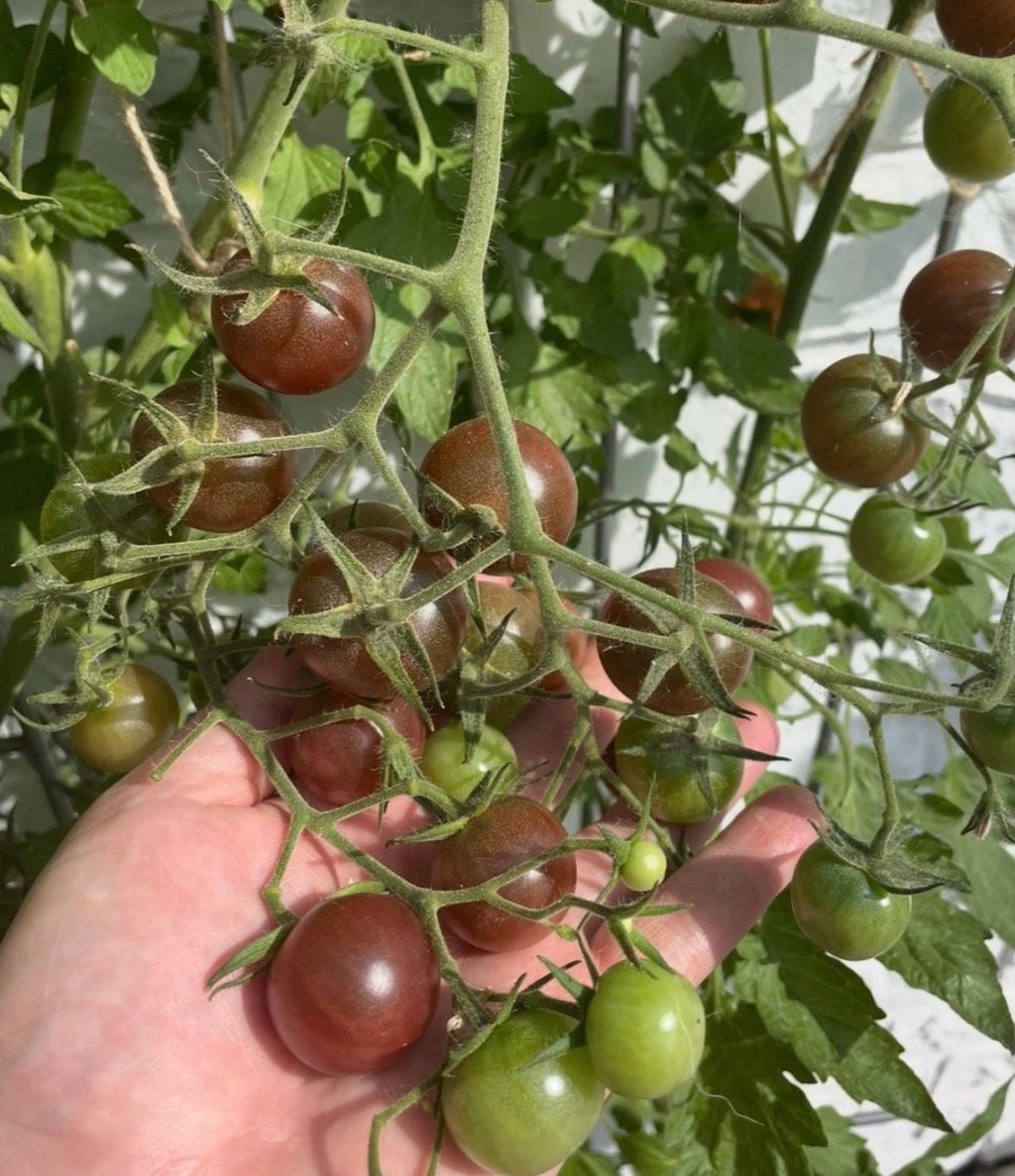 Tomaten Samen - Black Cherry
