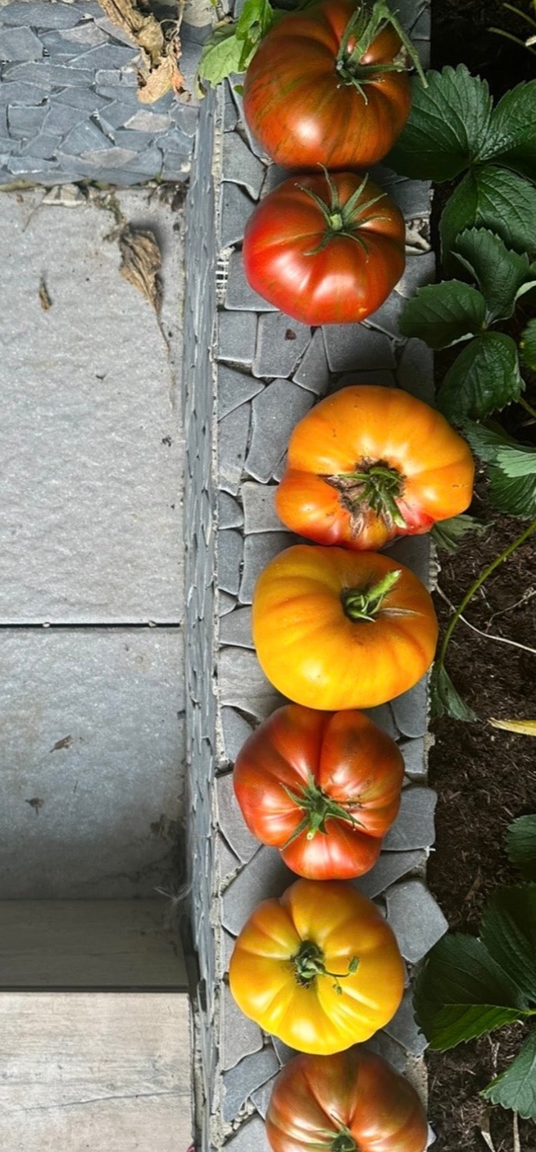 Tomaten Samen - Ananas