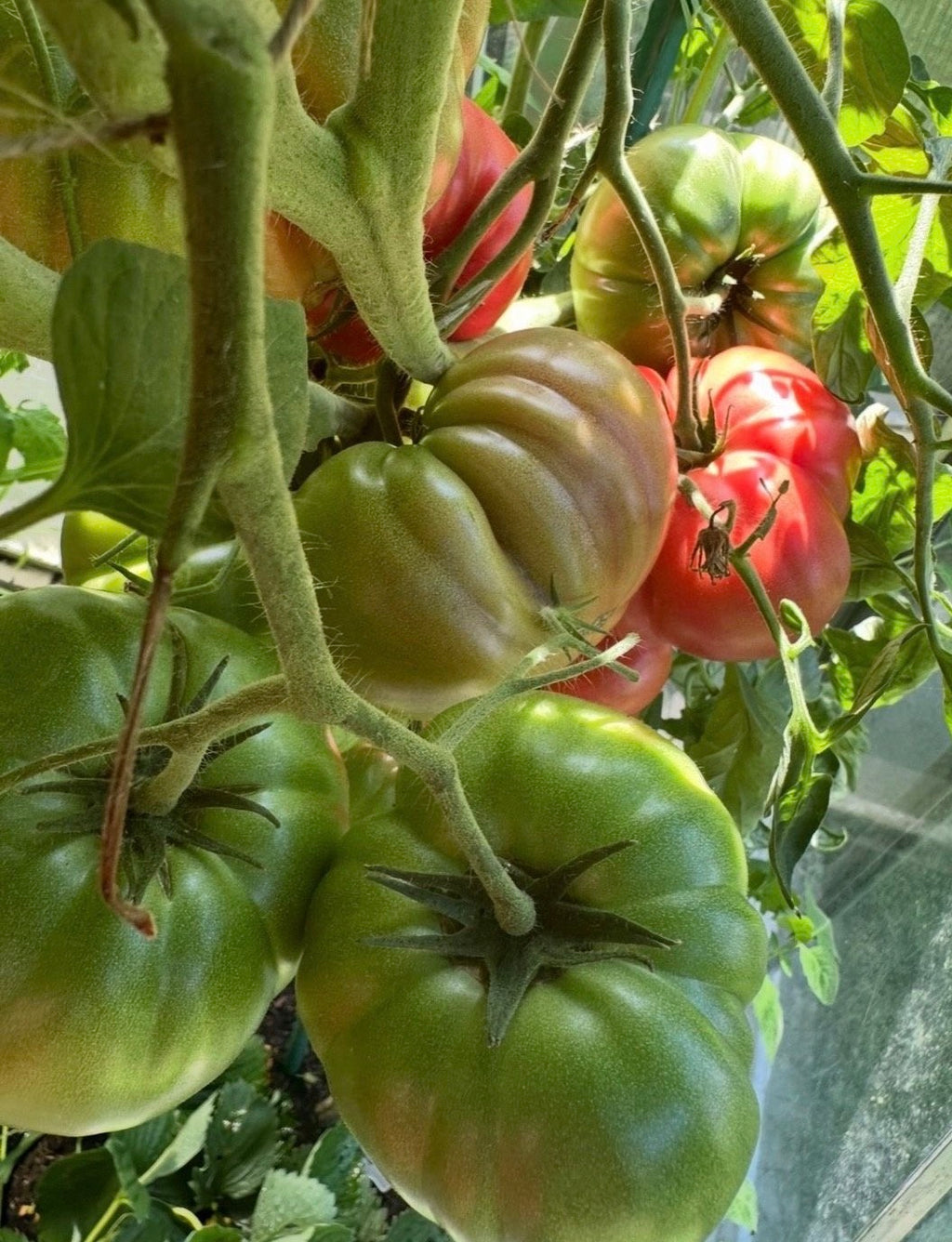 Tomaten Samen - Brandywine Pink