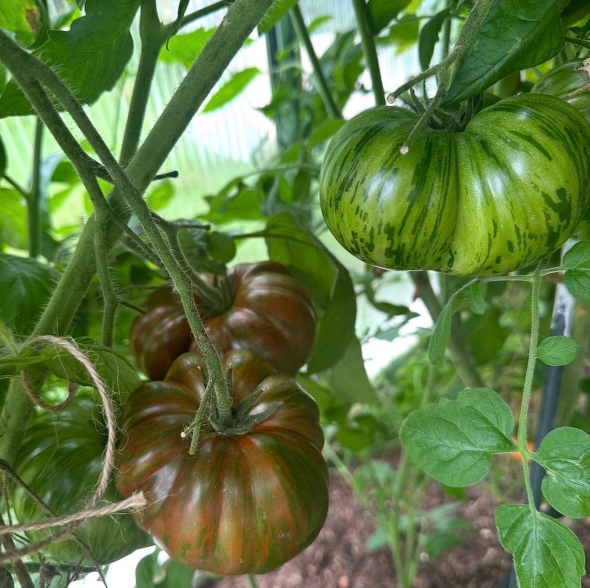 Tomaten Samen - Gestreifte Schokolade - Полосатый шоколад