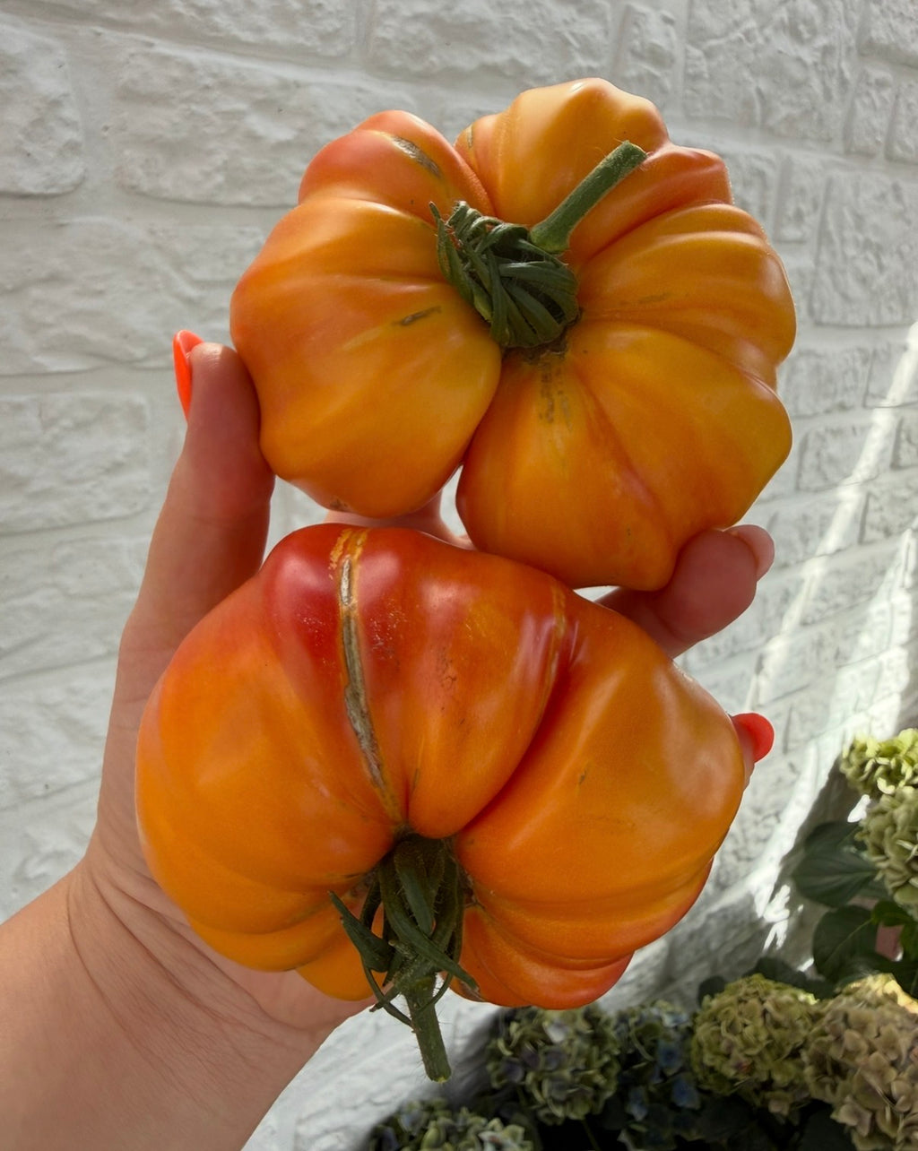 Tomaten Samen - German Gold