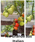 Tomaten Samen - Rio Grande
