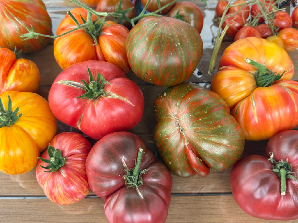 Tomaten Samen - Gestreifte Schokolade - Полосатый шоколад