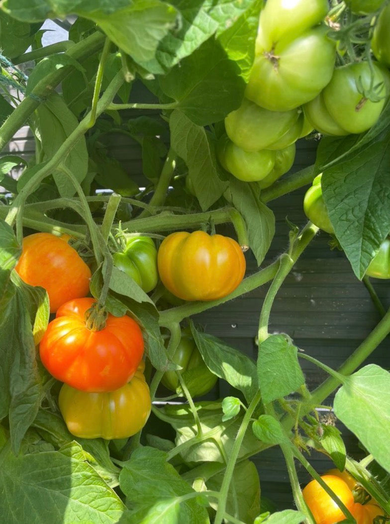 Tomaten Samen - Oaxacan Jewel