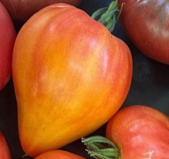 Tomaten Samen - Anacoeur