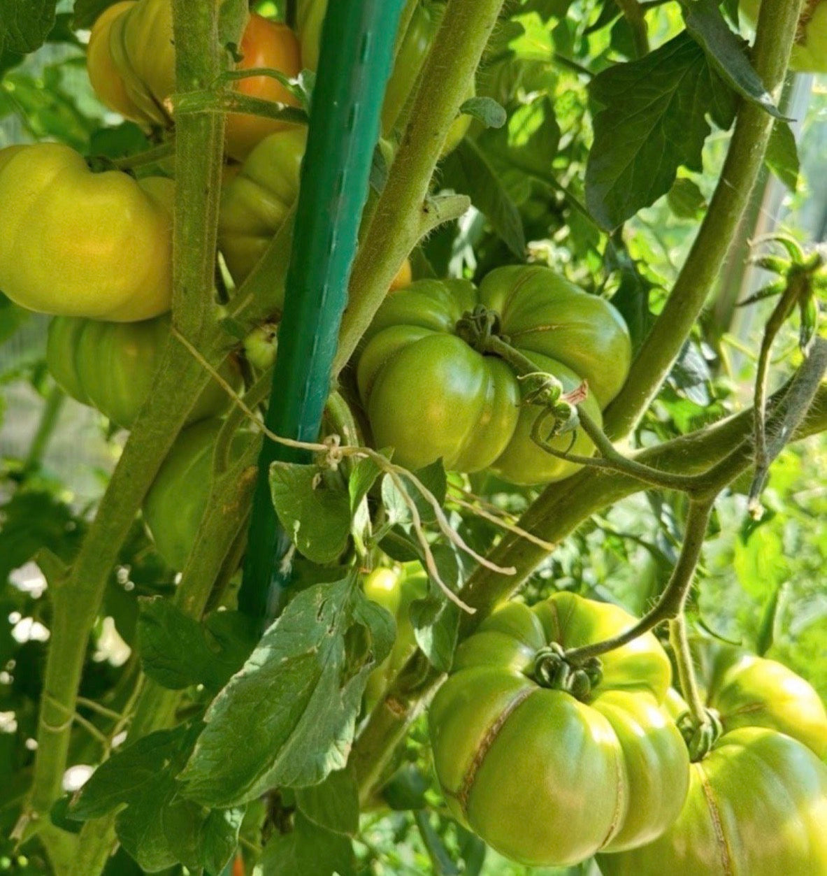 Lemon Gigant - Zitronen Riese - Tomaten Samen