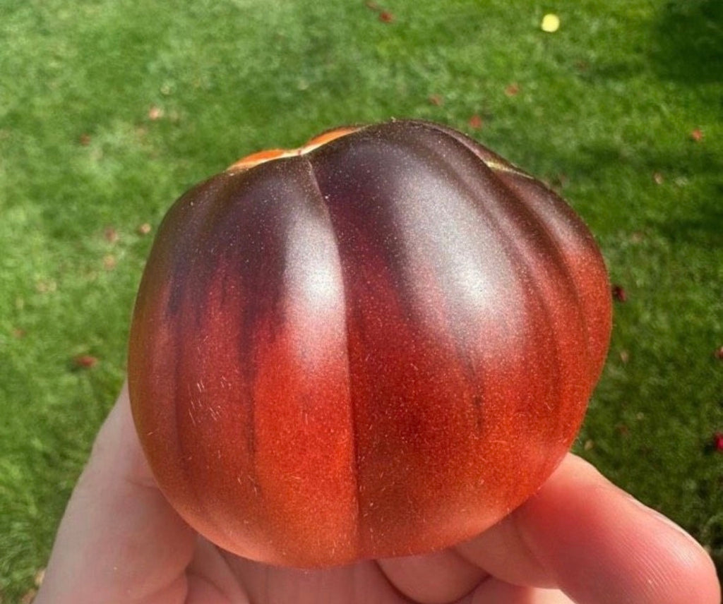 Tomaten Samen - Trufa Azul