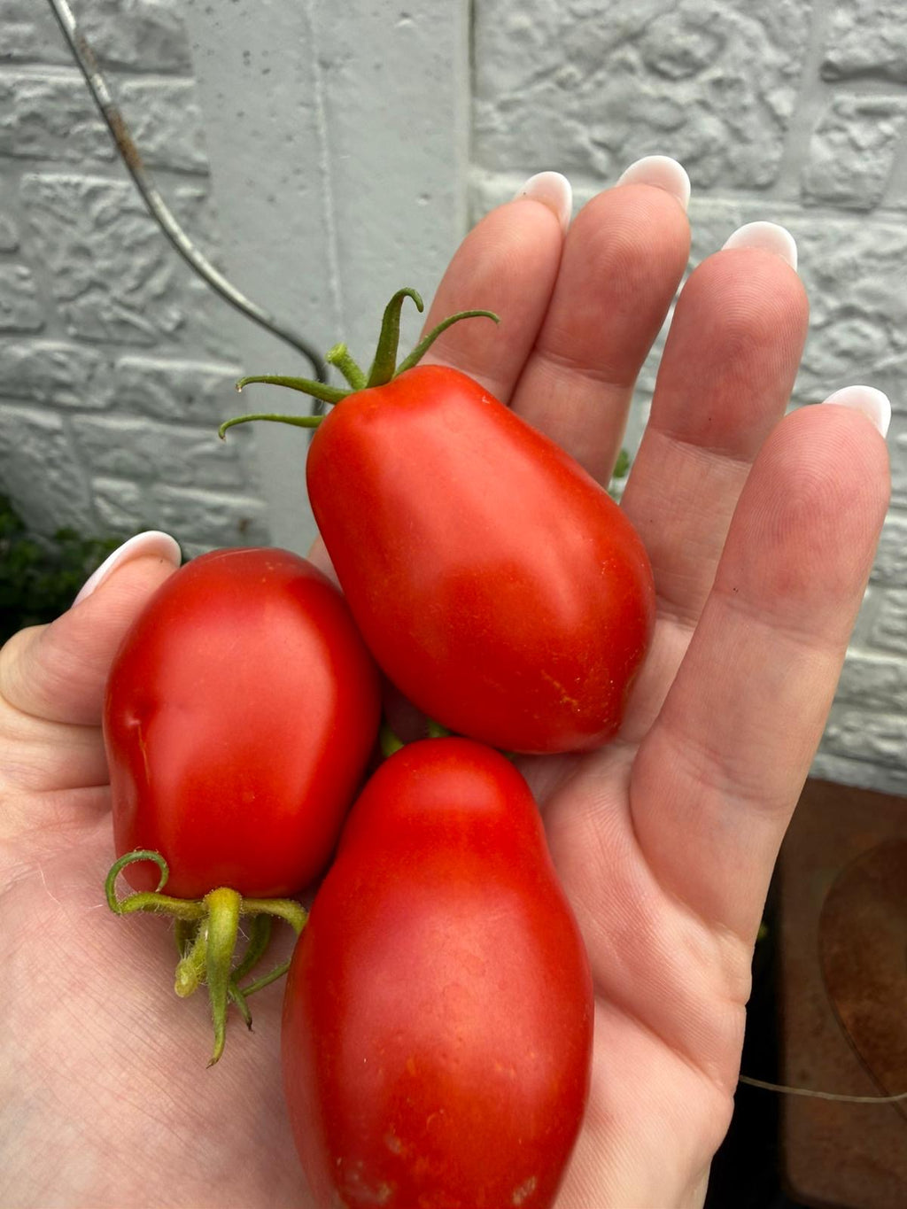 Tomaten Samen - Eiertomate - Solanum Lycoperiscum