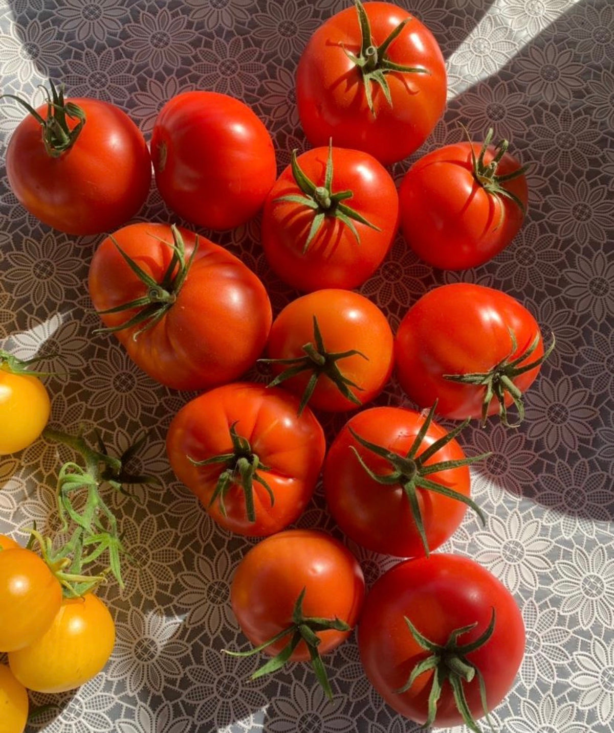 Tomate Samen - Harzfeuer