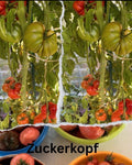 Tomaten Samen - Zuckerkopf