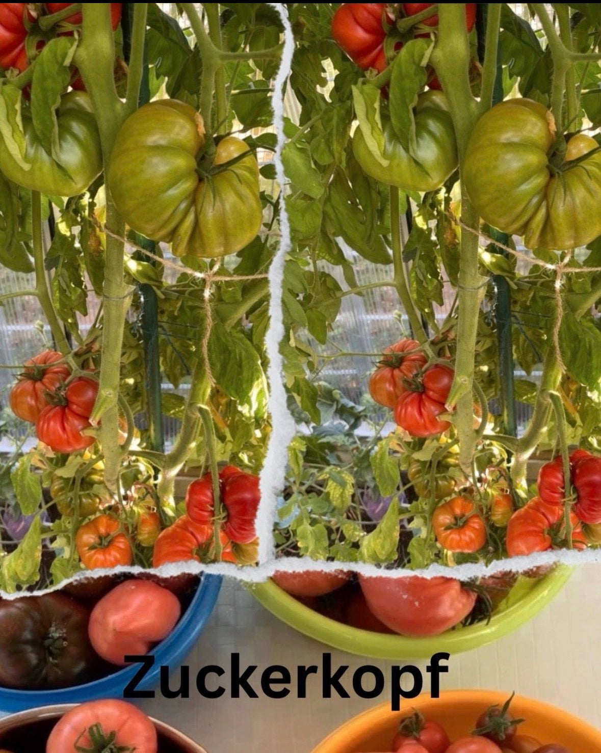 Tomaten Samen - Zuckerkopf
