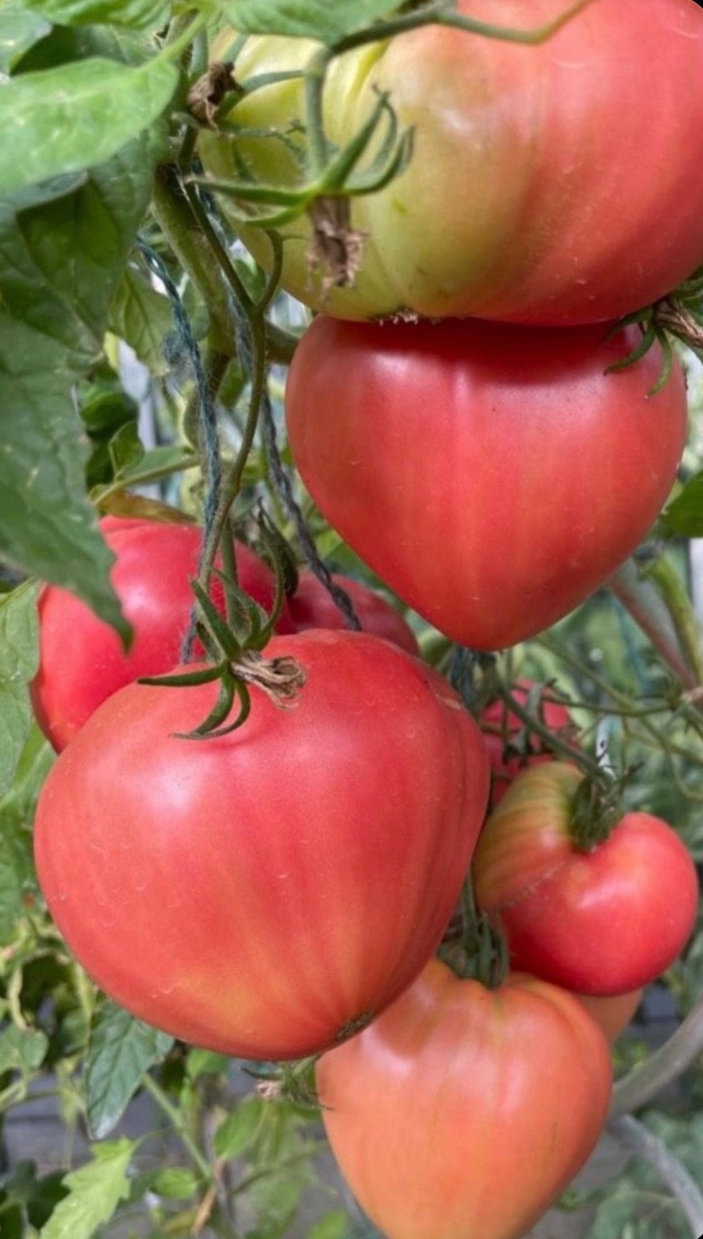 Tomaten Samen - Batyana