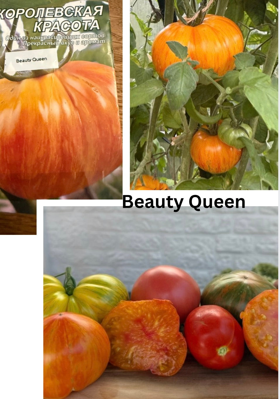 Tomaten Samen - Beauty Queen - Королевская красота