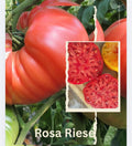 Tomaten Samen - Rosa Riese