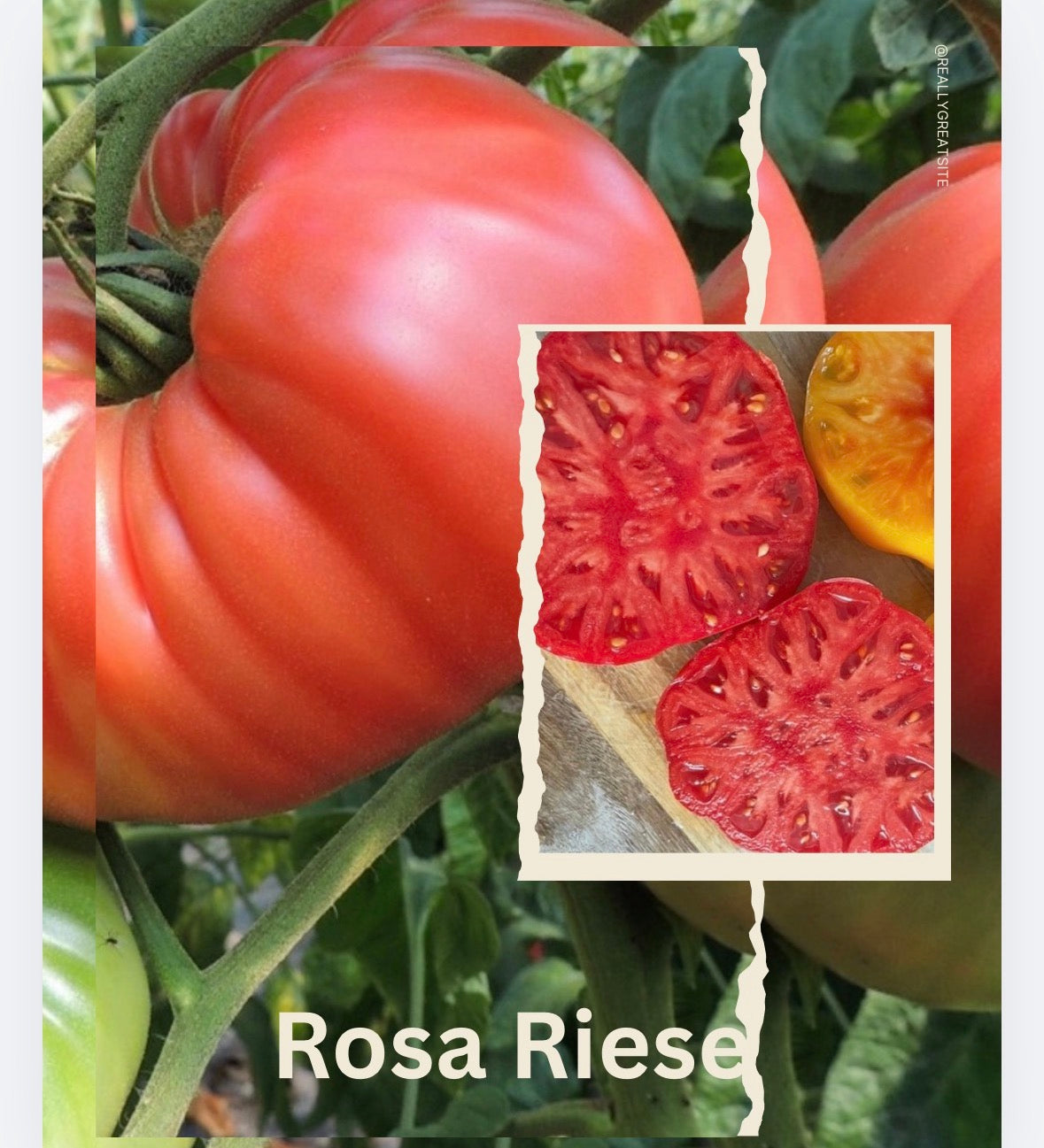 Tomaten Samen - Rosa Riese