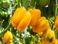 Paprika Samen - Regenbogen Glocke - Gelbe Block Paprika