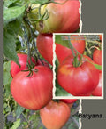 Tomaten Samen - Batyana