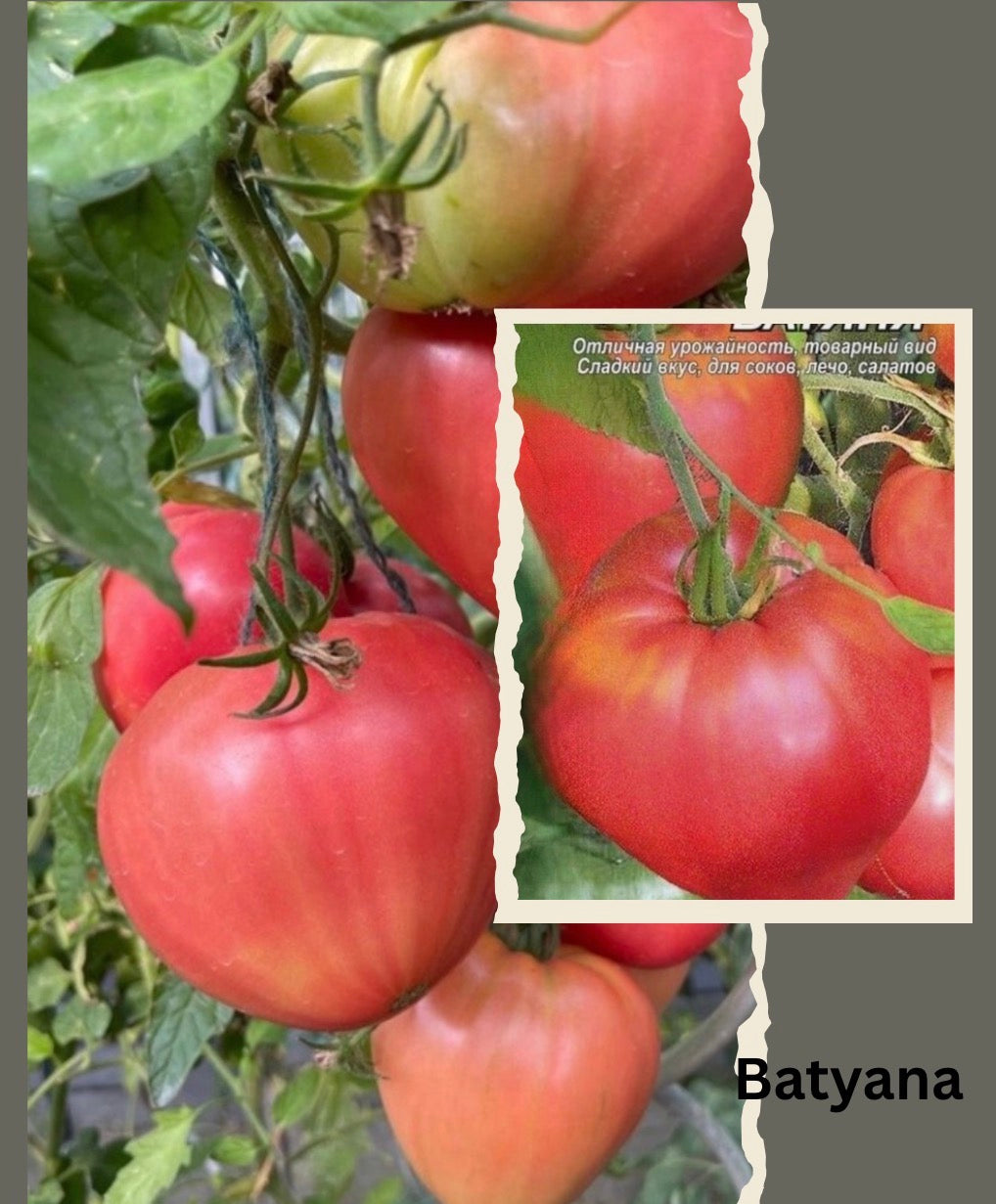 Tomaten Samen - Batyana