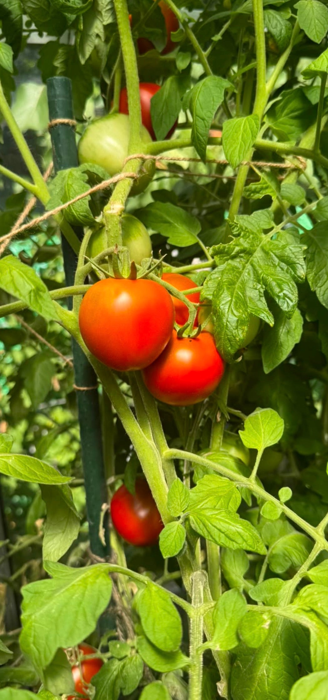 Tomaten Samen - kleiner Brutus
