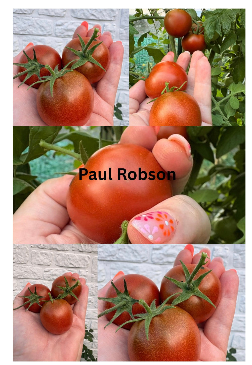 Paul Robson Tomaten Samen