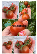 Paul Robson Tomaten Samen