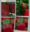 Paprika Samen - rot - california Wonder