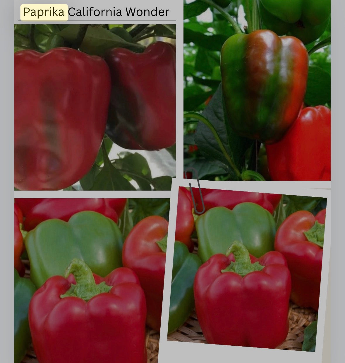 Paprika Samen - rot - california Wonder