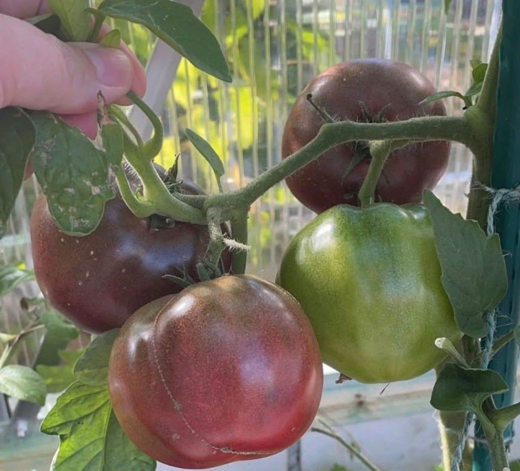 Tomaten Samen - Mulatin - Мулатка