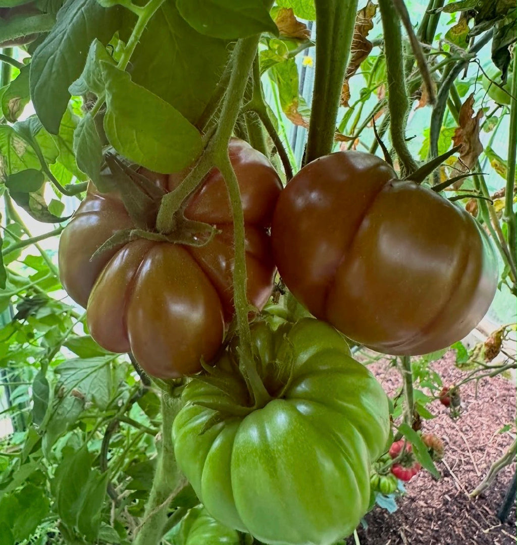 Tomaten Samen - Tschernij Prinz
