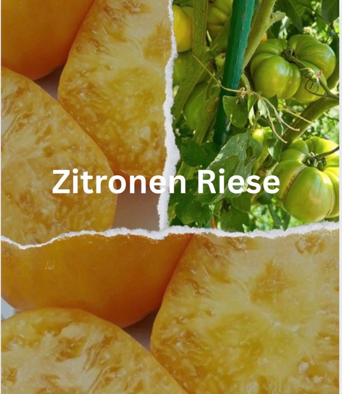 Lemon Gigant - Zitronen Riese - Tomaten Samen