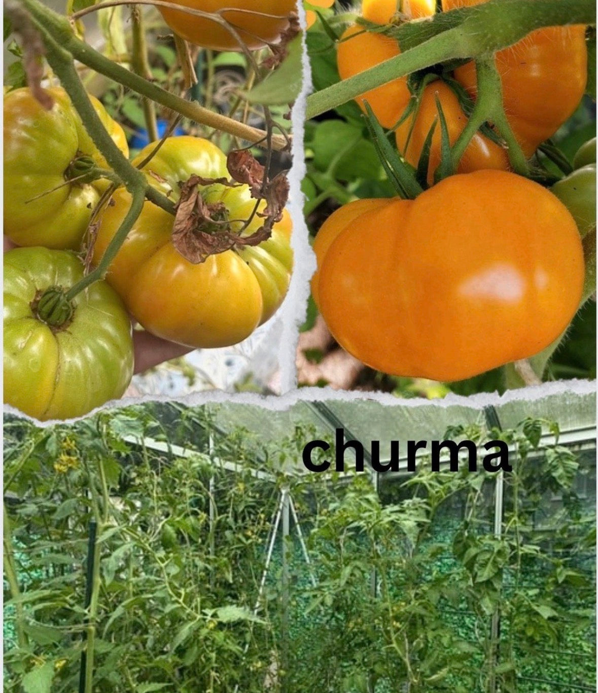 Tomaten Samen - chruma