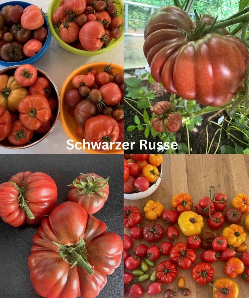 Tomaten Samen - Schwarzer Russe