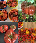Tomaten Samen - Schwarzer Russe