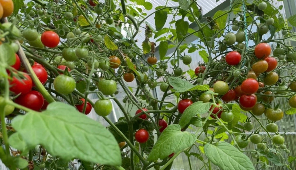 Tomaten Samen - Zuckertraube