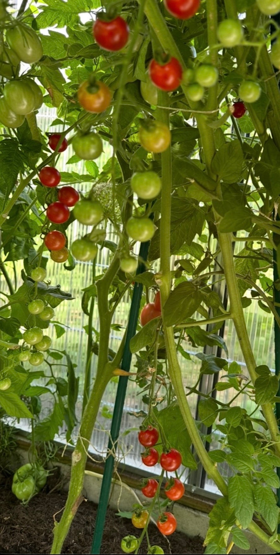 Tomaten Samen - Zuckertraube