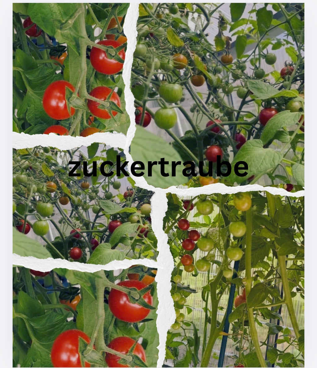 Tomaten Samen - Zuckertraube