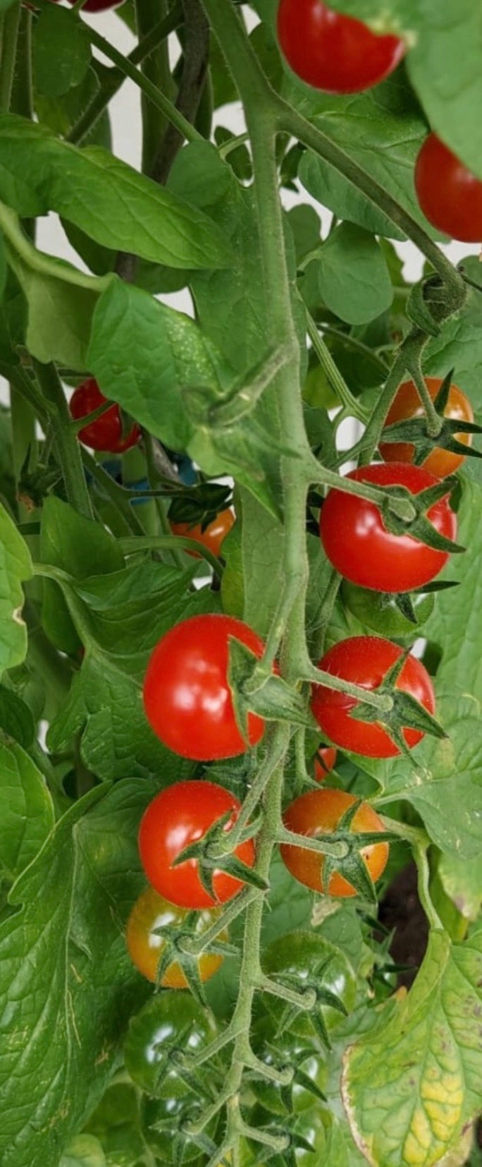 Tomaten Samen - Zuckertraube