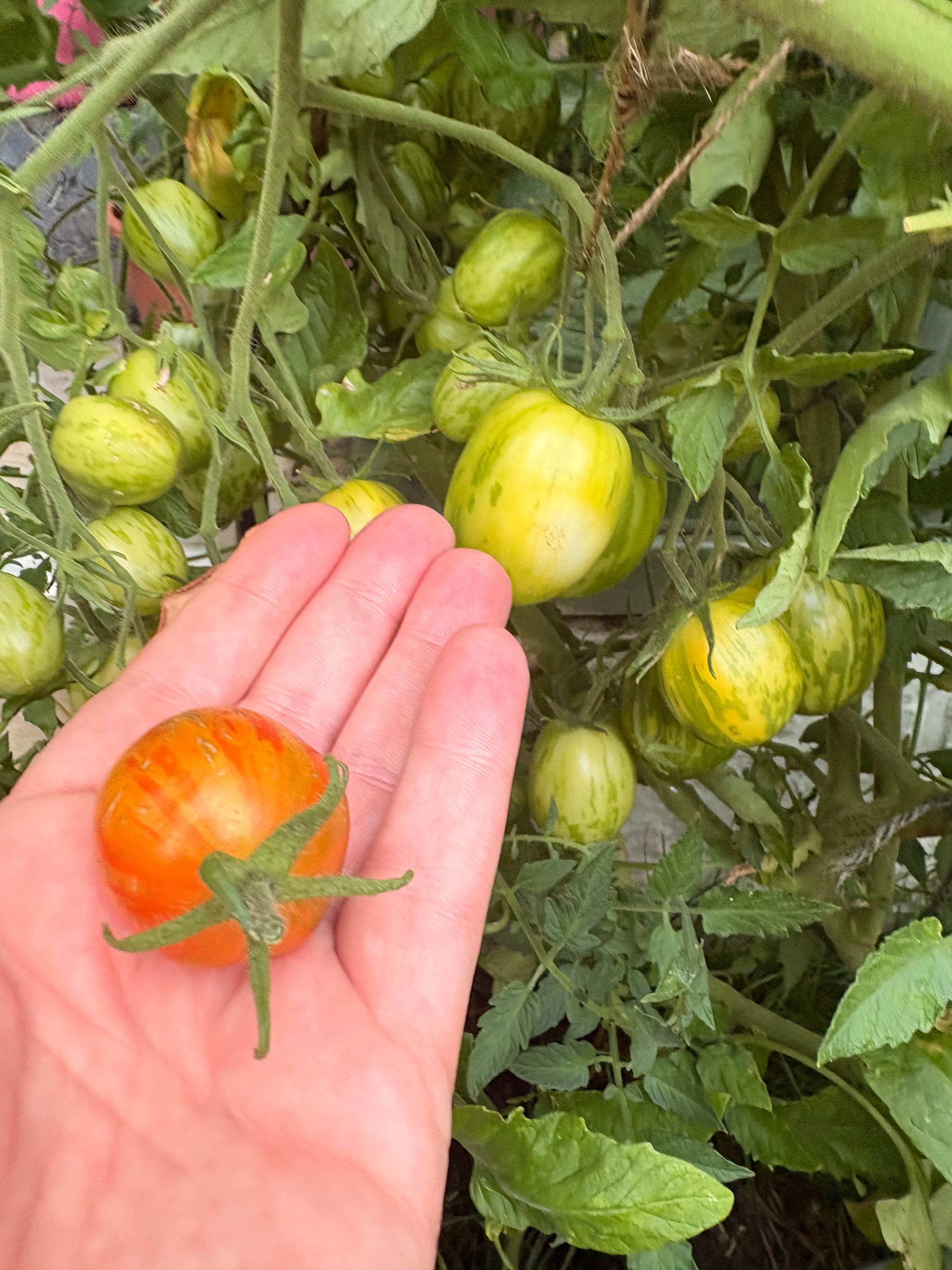 Tomaten Samen - Geflammtes Ei