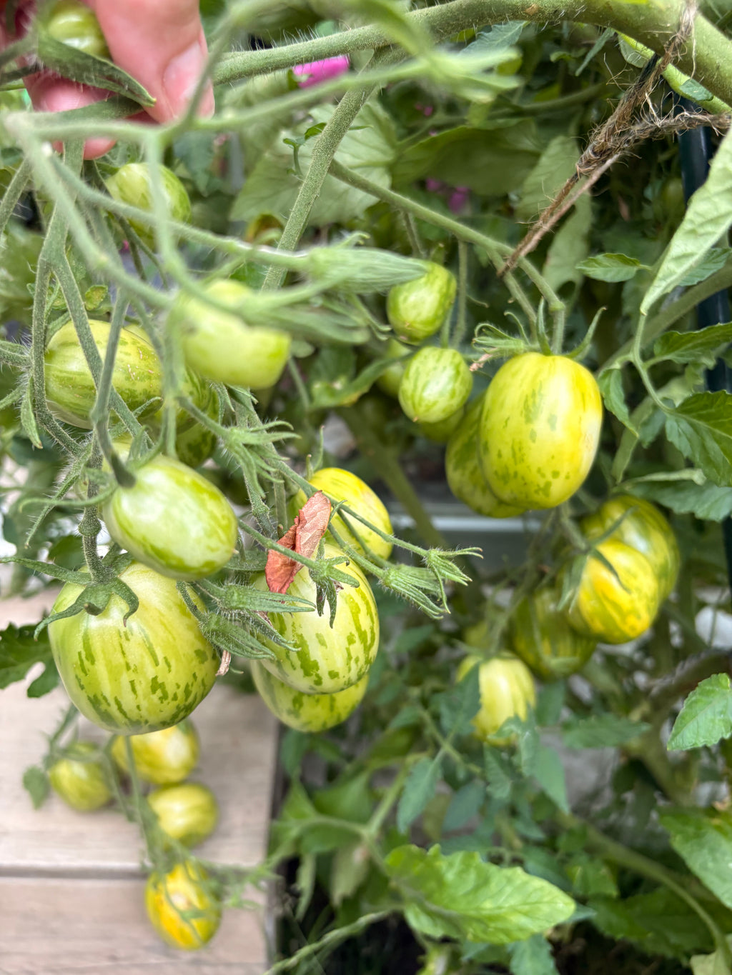 Tomaten Samen - Geflammtes Ei