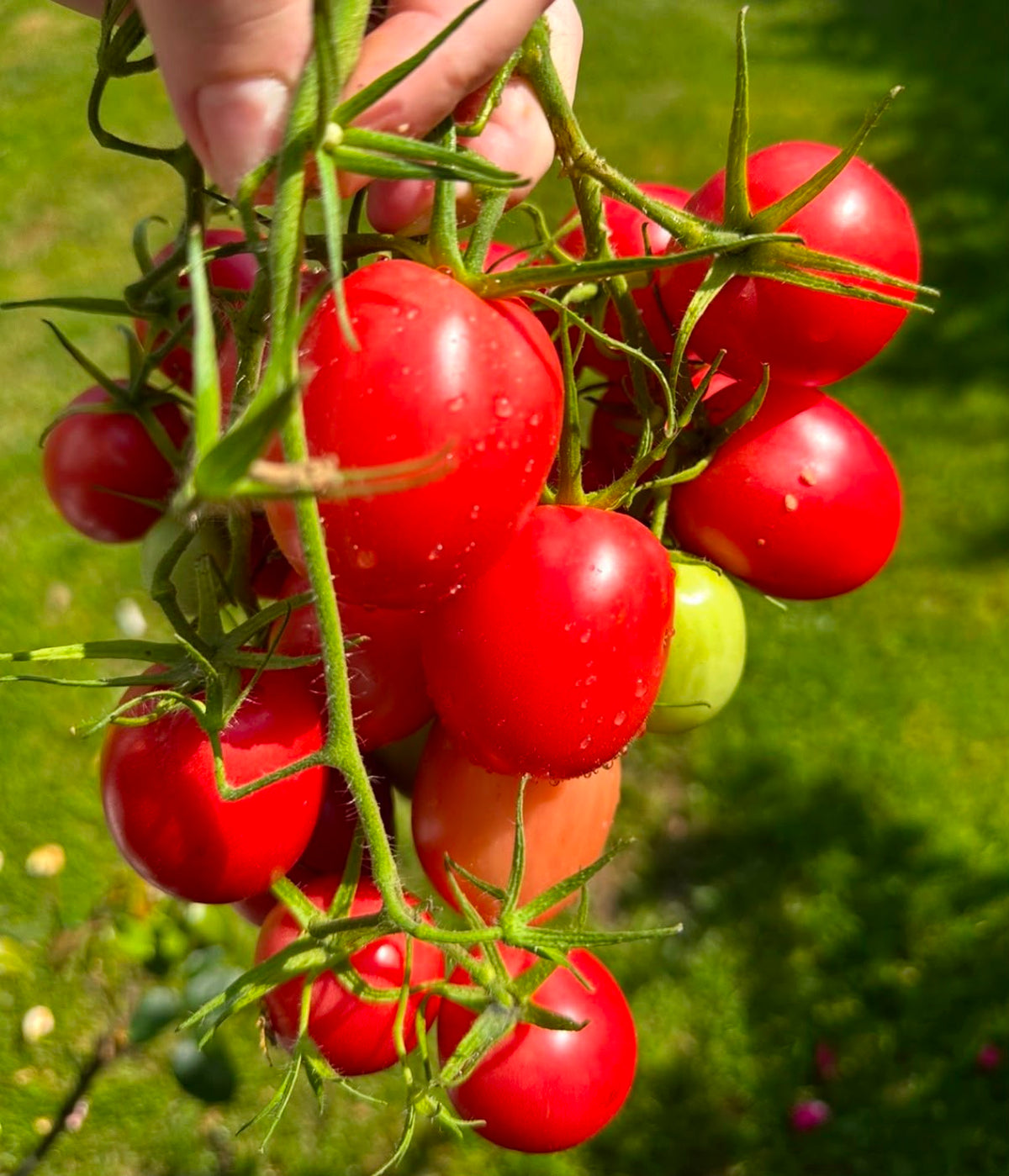 Tomate Samen - Chio Chio