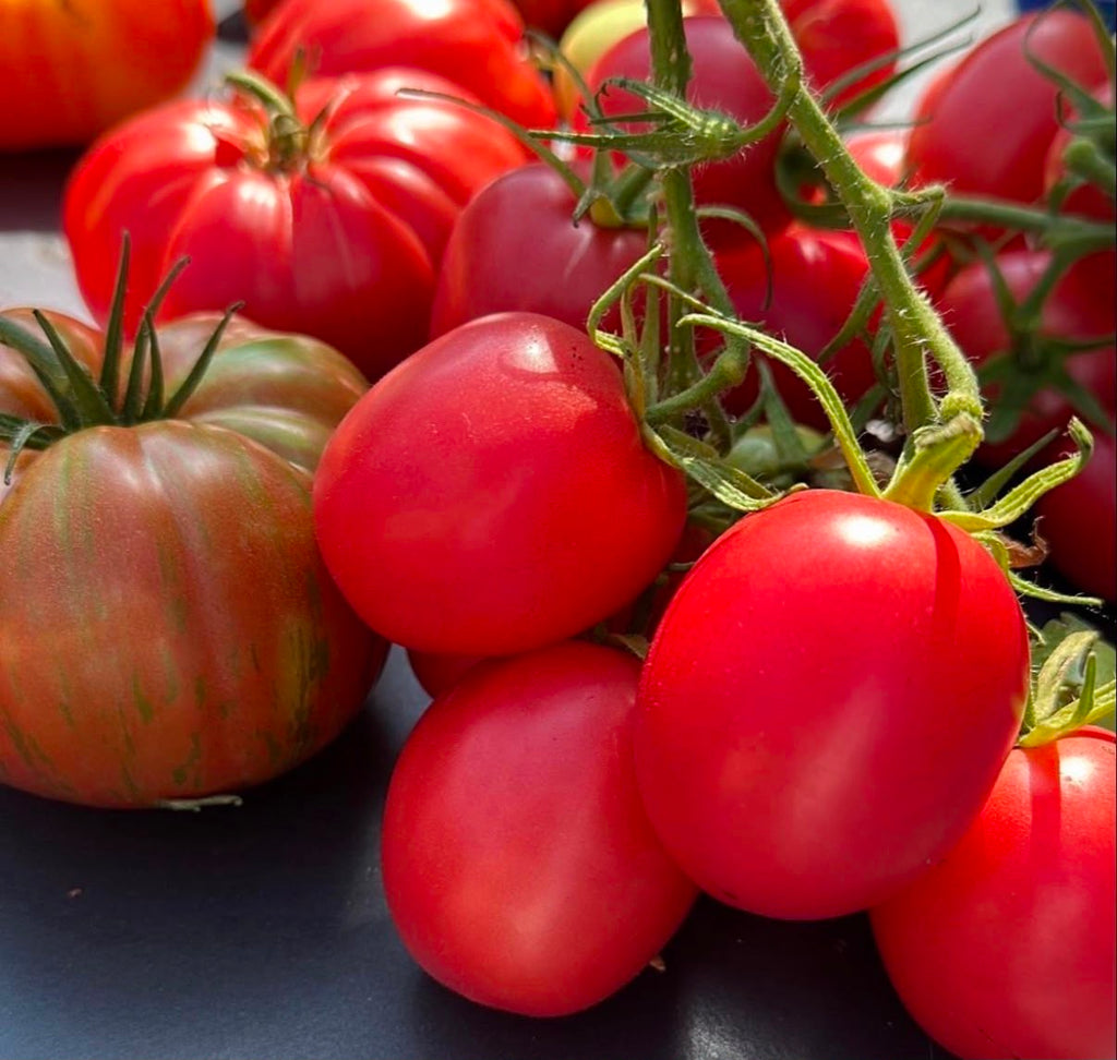 Tomate Samen - Chio Chio