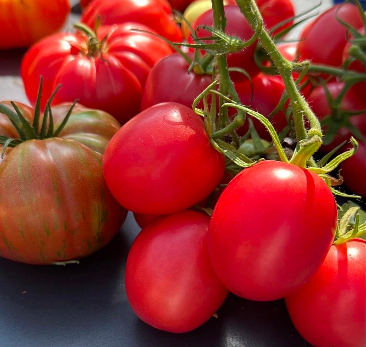 Tomate Samen - Chio Chio