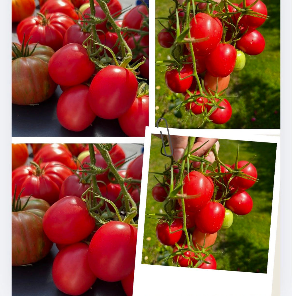 Tomate Samen - Chio Chio