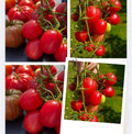 Tomate Samen - Chio Chio