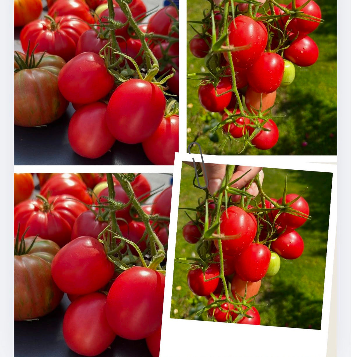 Tomate Samen - Chio Chio