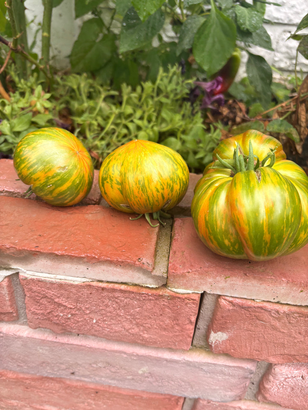 Tomaten Samen - Sommer of love