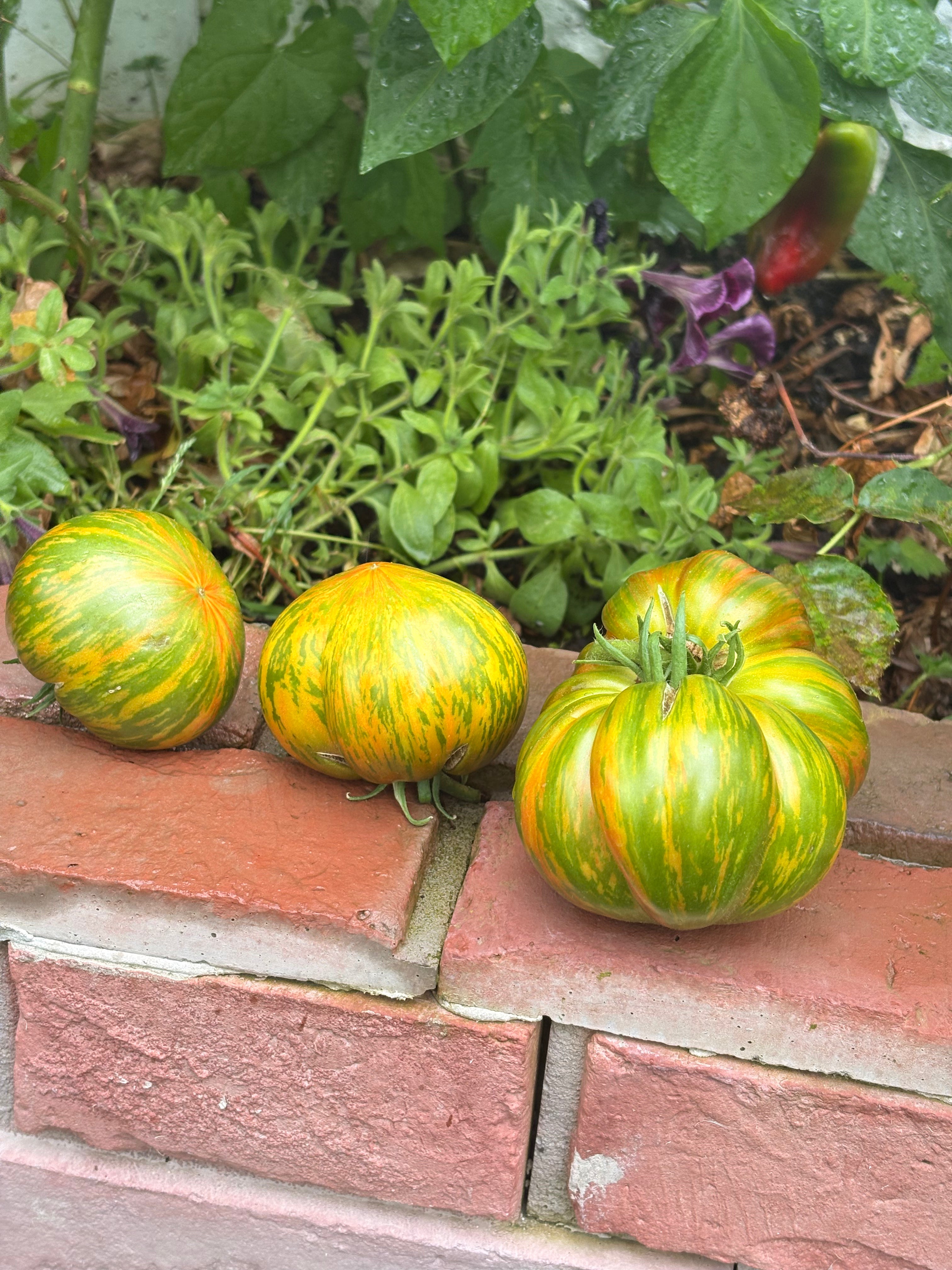 Tomaten Samen - Sommer of love