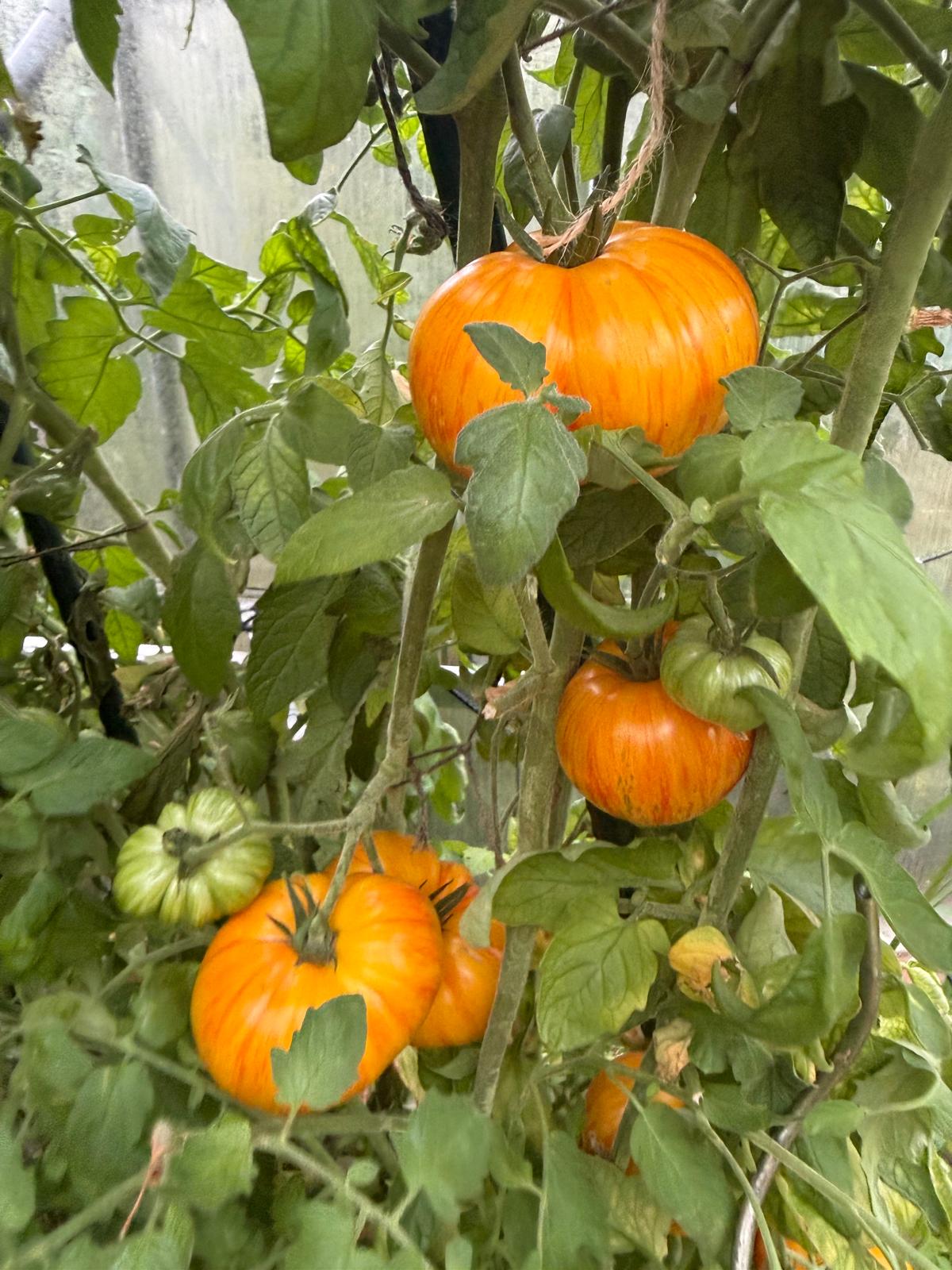 Tomaten Samen - Plan 9 from outer Space