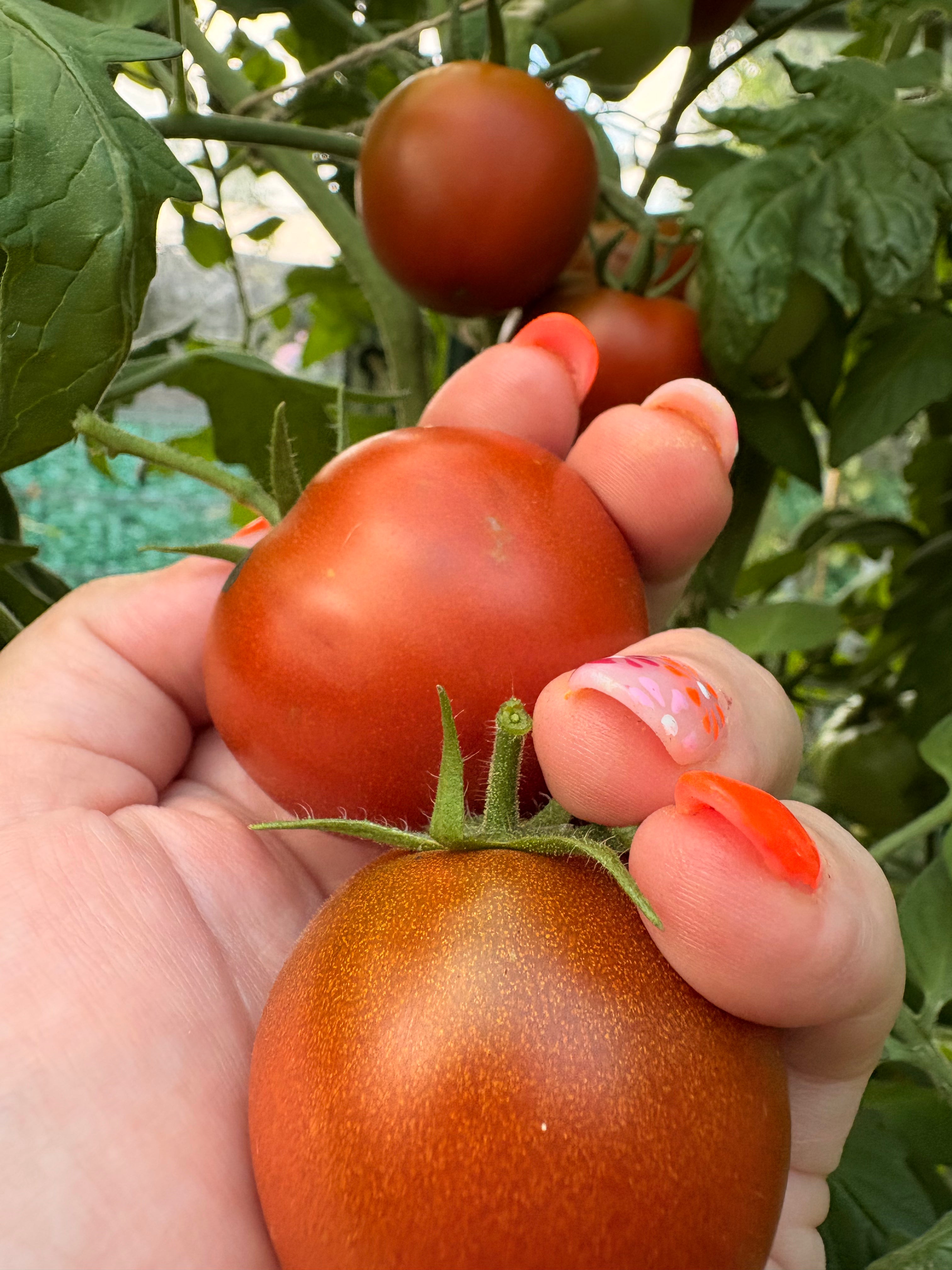 Paul Robson Tomaten Samen